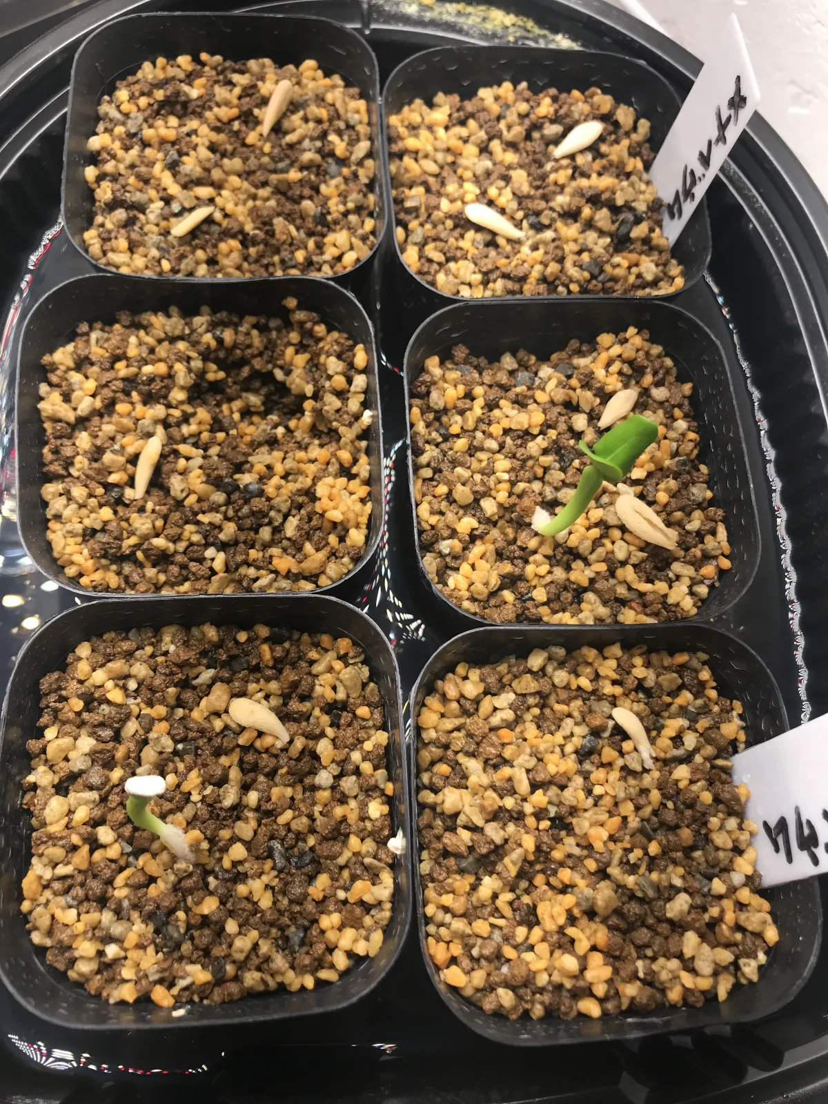 Pachypodium menabeum (パキポディウム メナベウム)