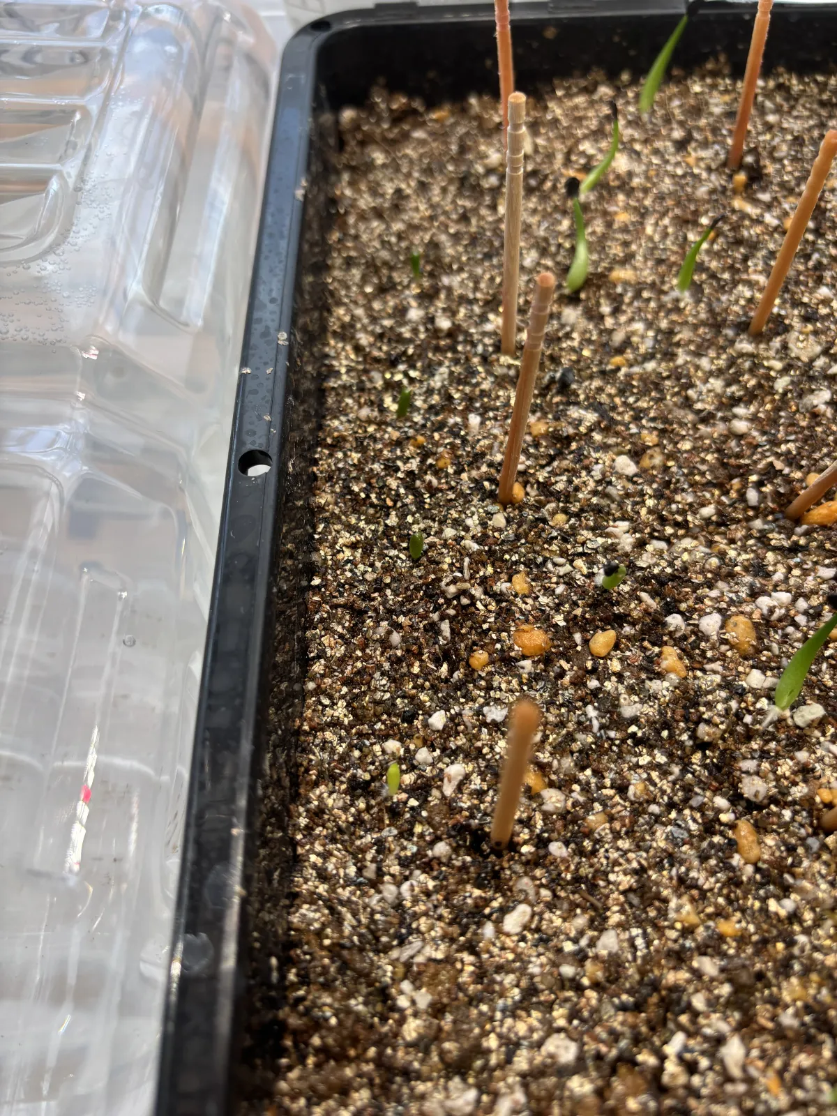 Uebelmannia pectinifera var. multicostata (ユーベルマニア ムルチコスタータ)