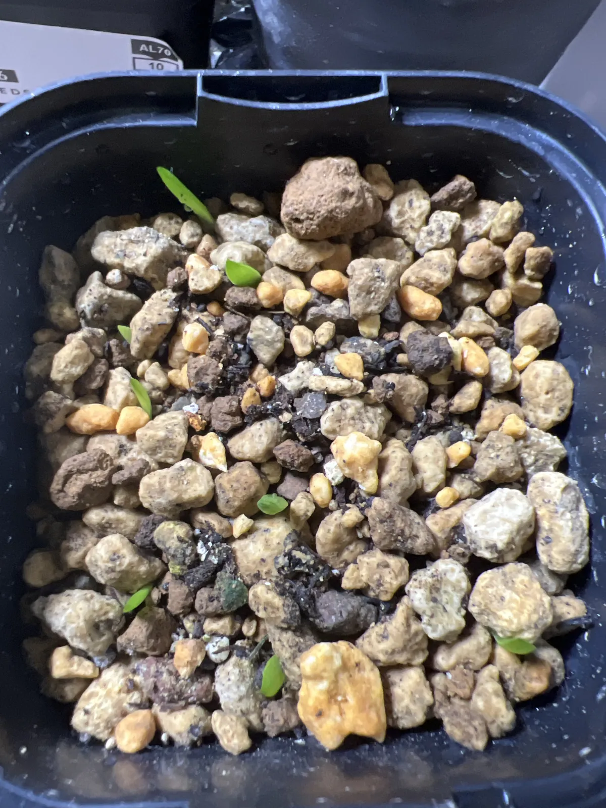 Aloe chabaudii (アロエ チャバウディー)