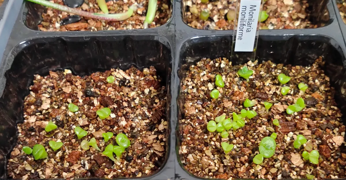 Monilaria moniliforme (モニラリア モニリフォルメ)