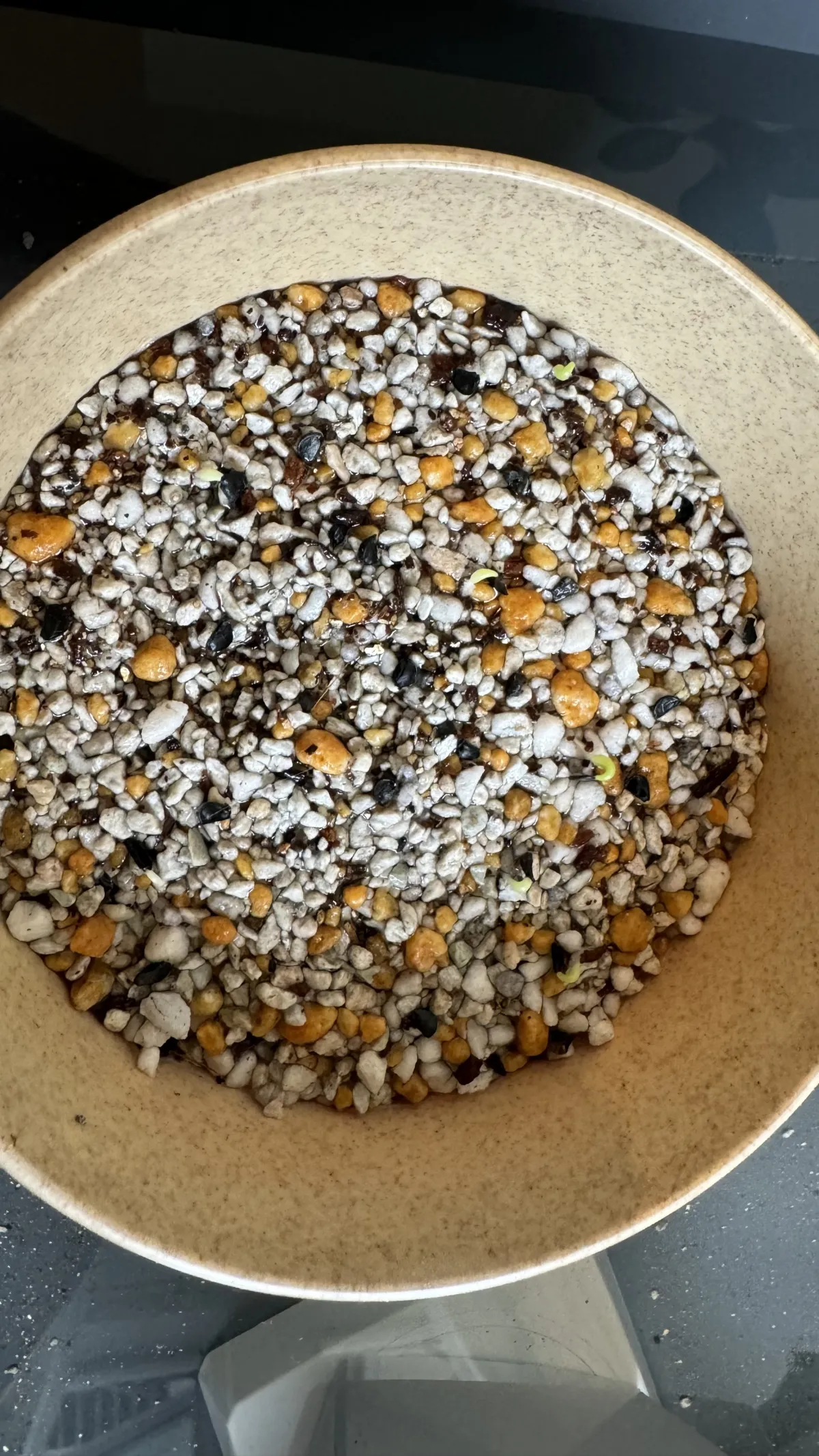 Agave oteroi (アガベ オテロイ)