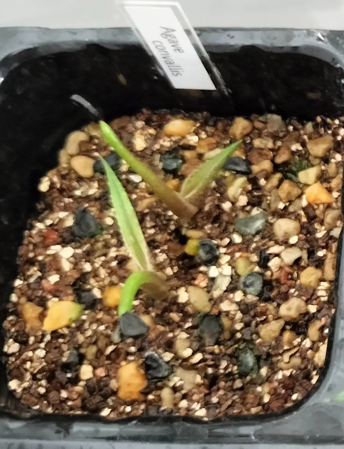 Agave convallis (アガベ コンワリス)