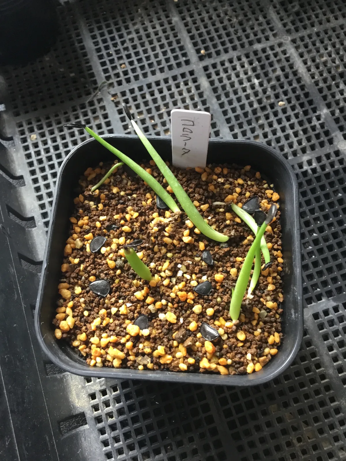 Agave colorata Mescal Ceniza (アガベ コロラータ)