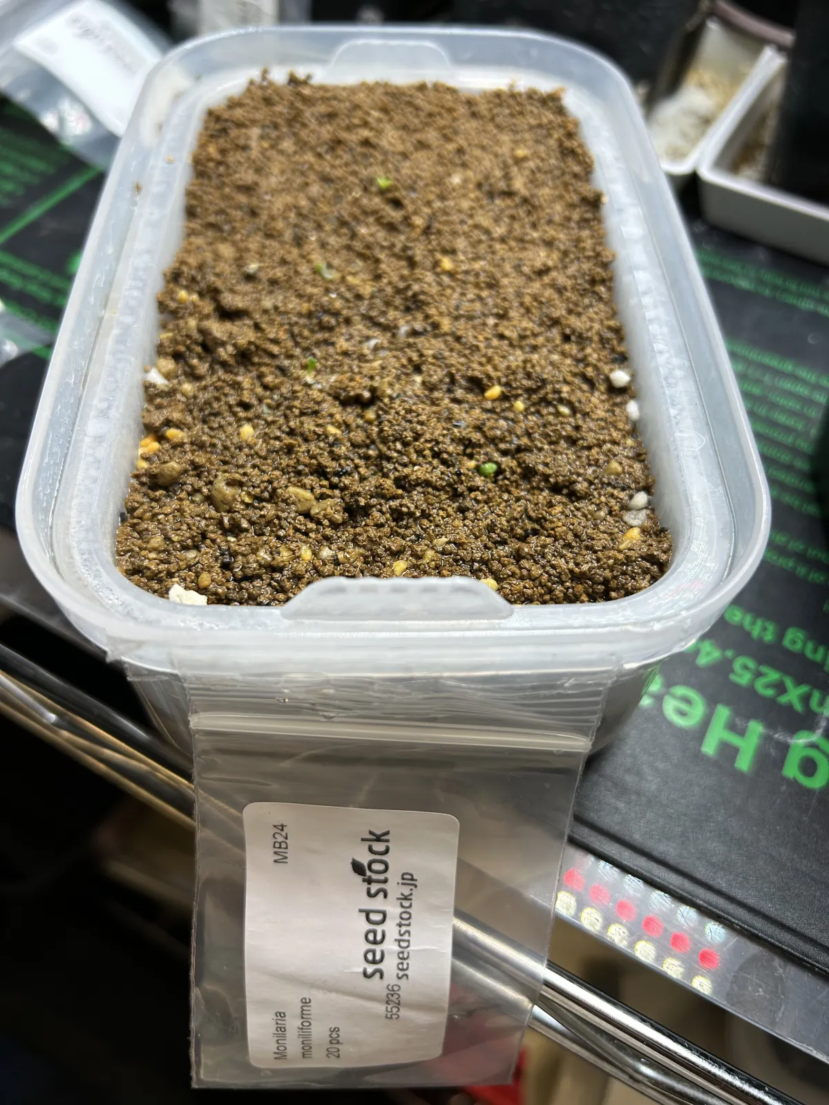 Monilaria moniliforme (モニラリア モニリフォルメ)