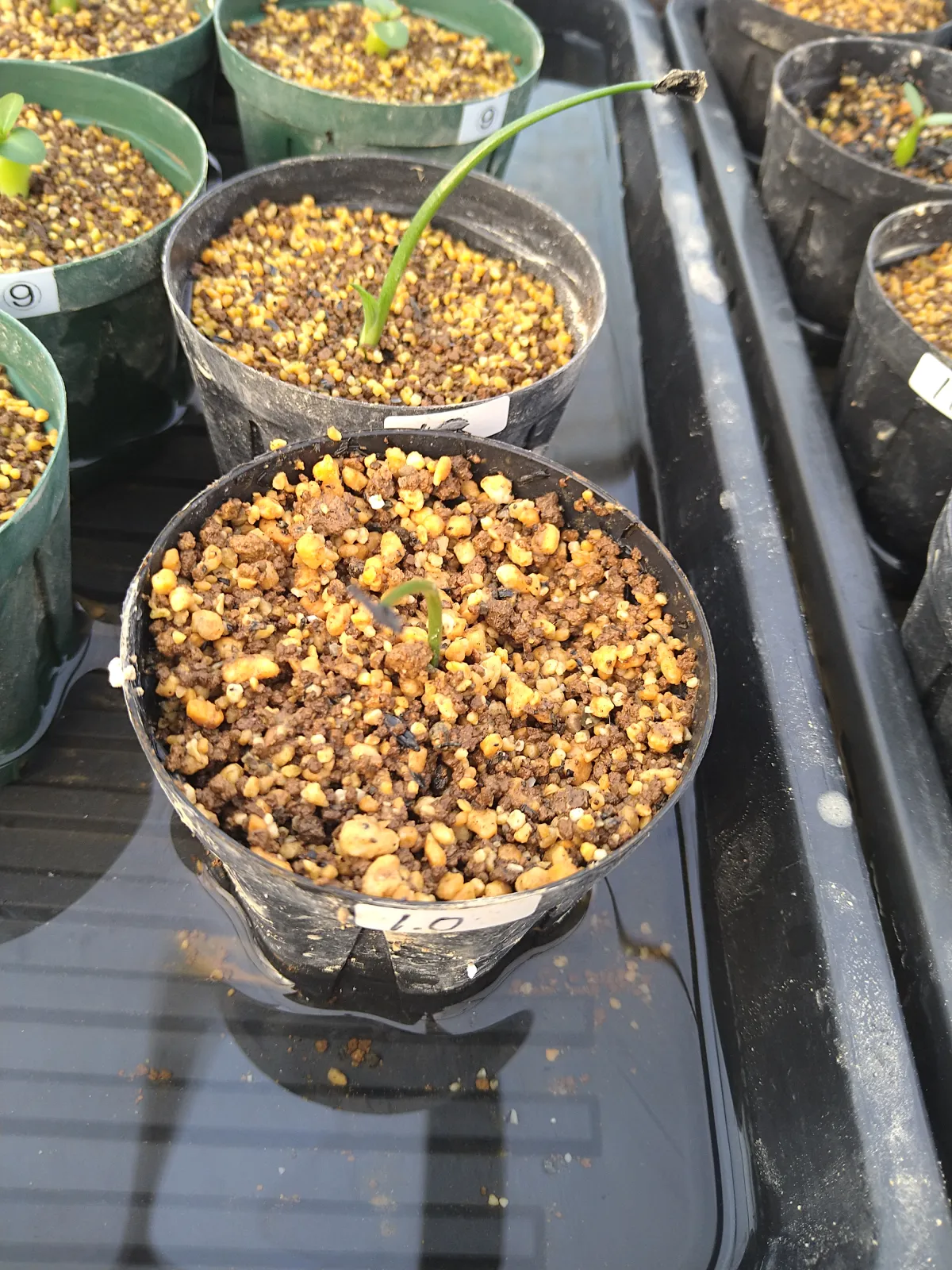 Agave inaequidens (アガベ インアクイデンス)