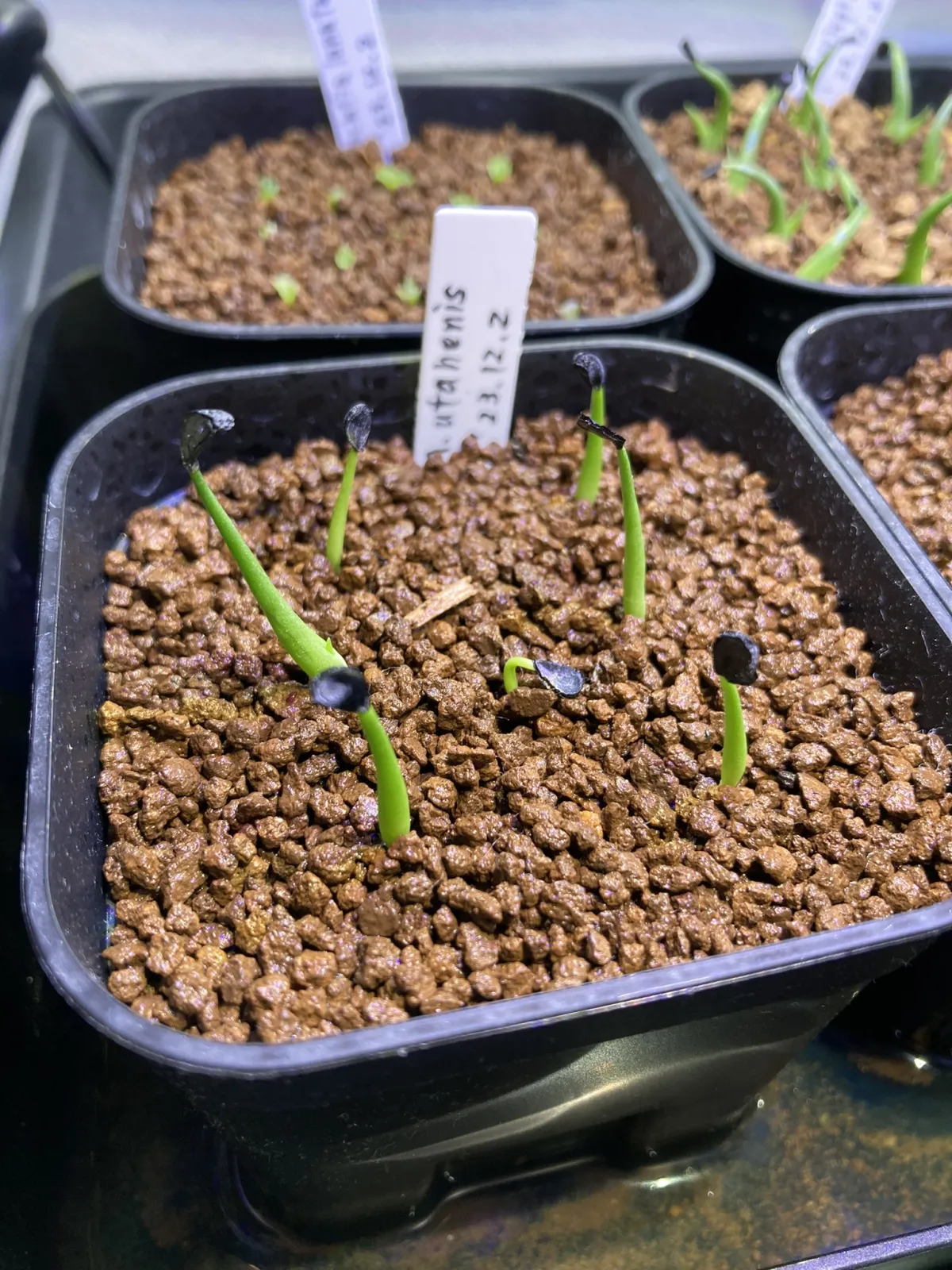 Agave utahensis ssp. utahensis (アガベ ユタエンシス)