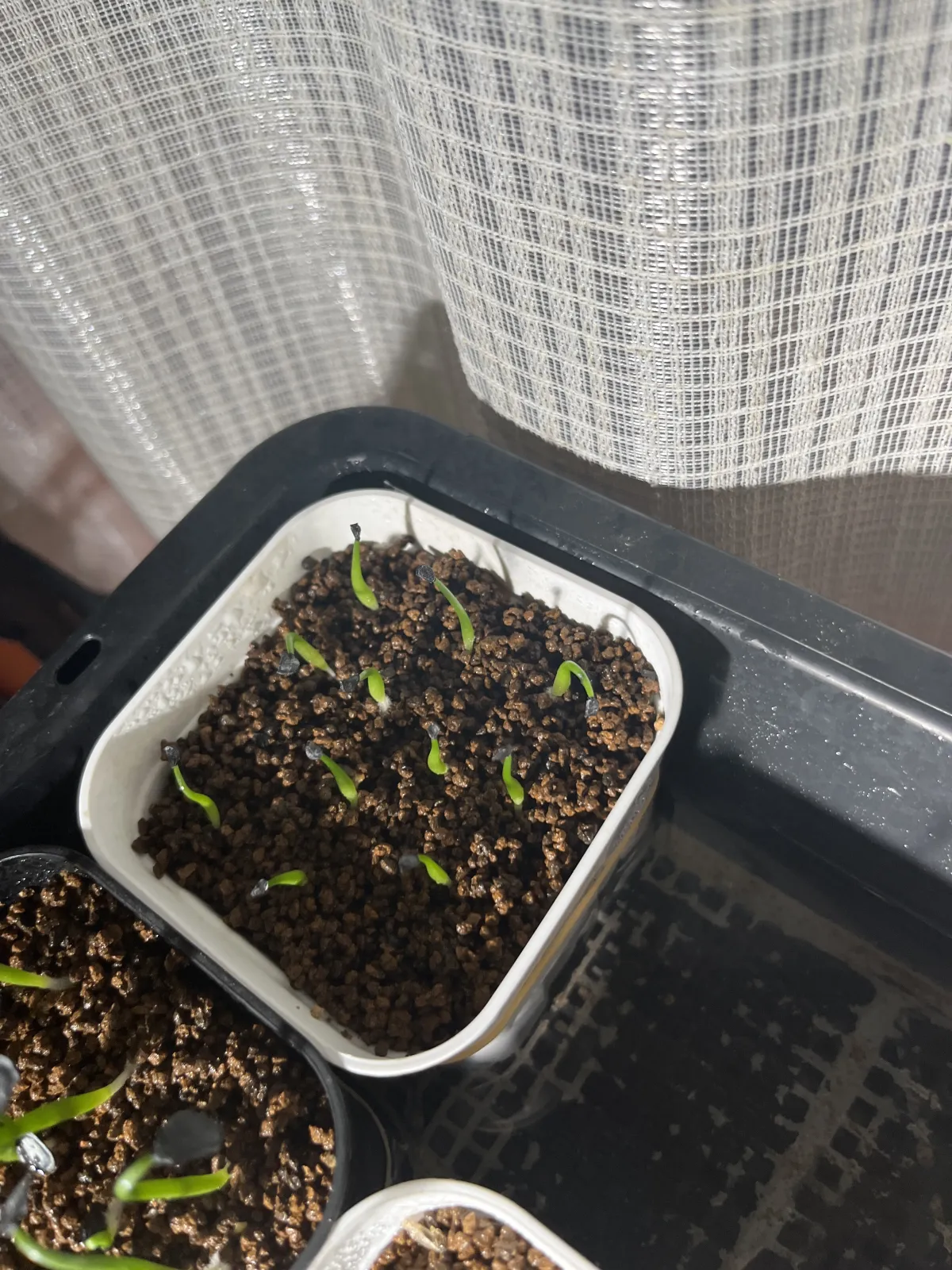 Agave horrida ssp. horrida (アガベ ホリダ)