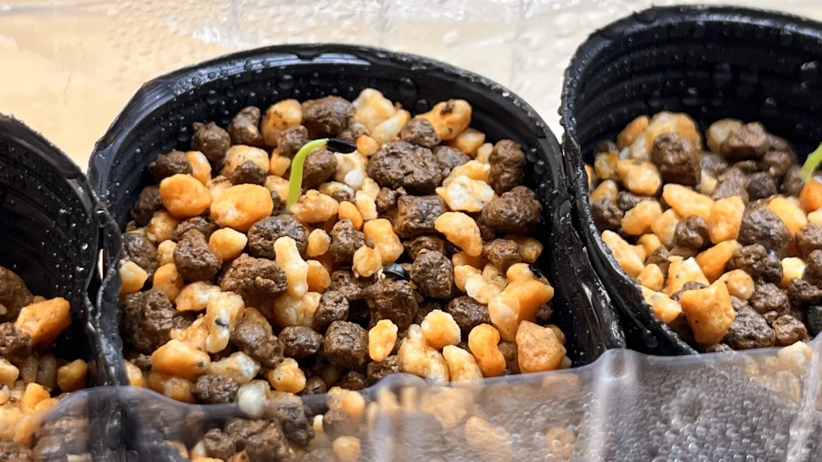 Agave filifera var. compacta (アガベ フィリフェラコンパクタ)