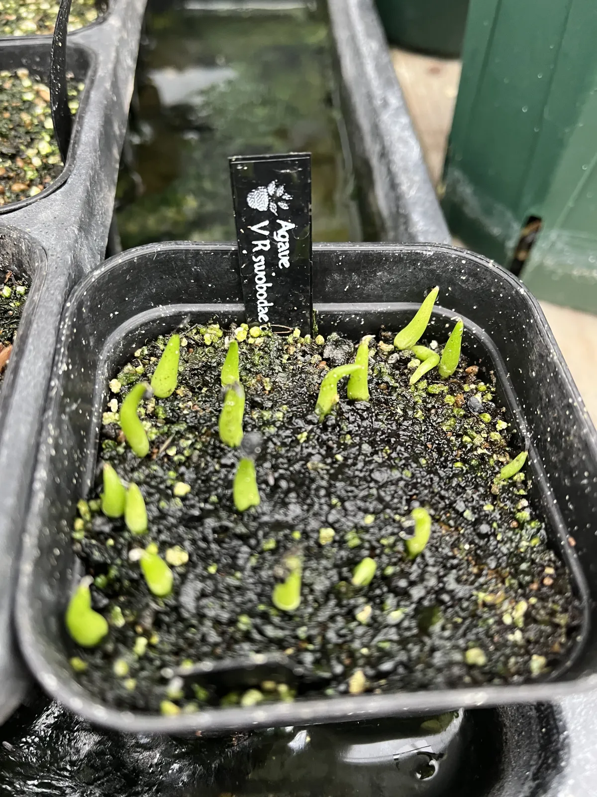 Agave victoriae-reginae ssp. swobodae swobodae (アガベ ビクトリアレジーナ スワボダエ)