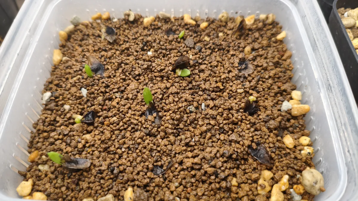 Aloe ramosissima (アロエ ラモシシマ)