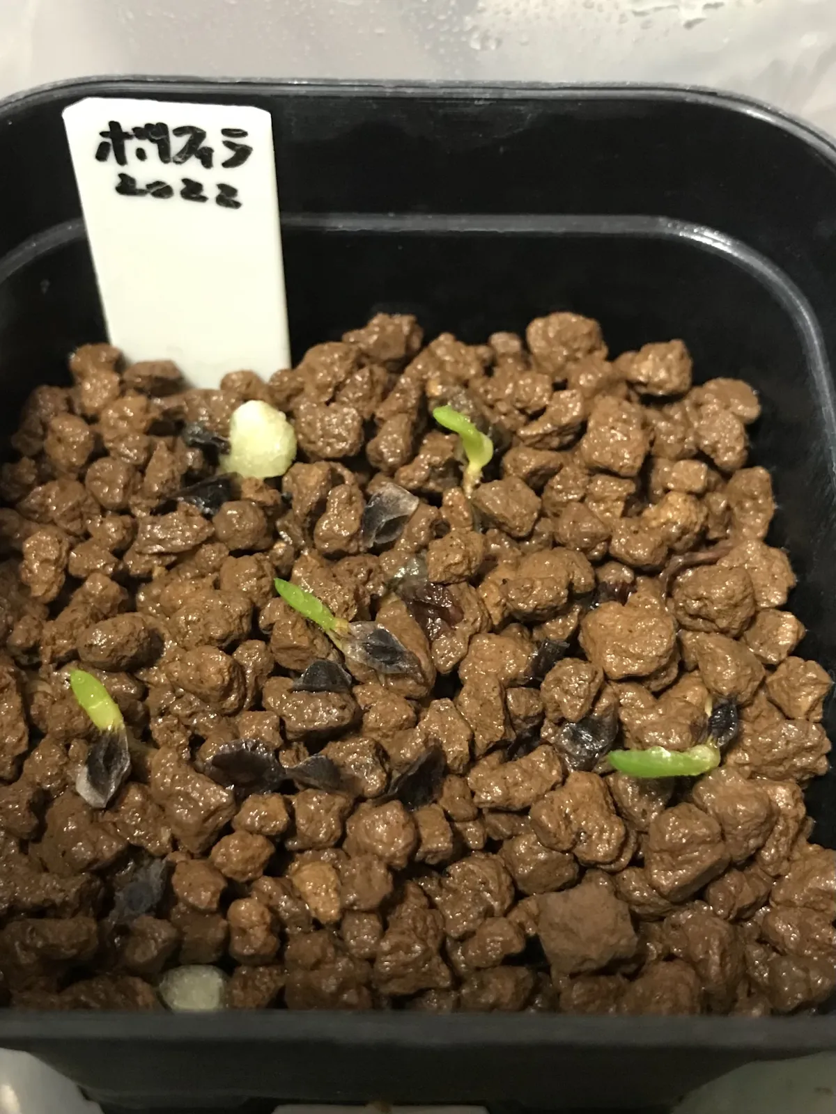 Aloe polyphylla (アロエ ポリフィラ)