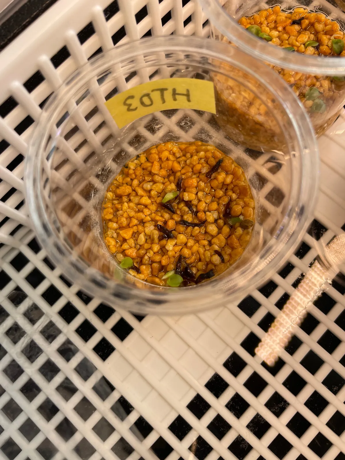 Hechtia lepidophylla (ヘクチア レピドフィラ)