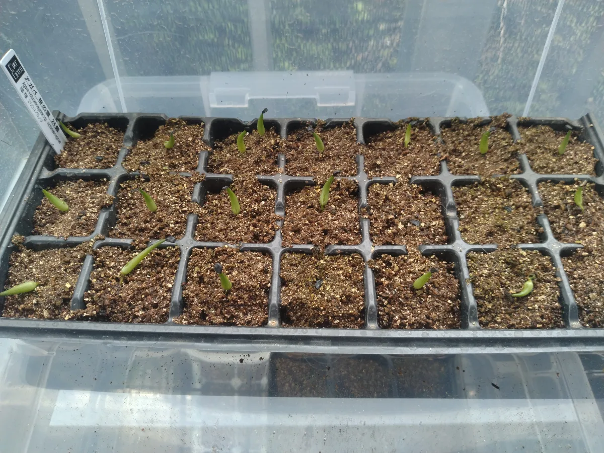 Agave victoriae-reginae (アガベ ビクトリアレジーナエ 笹の雪)