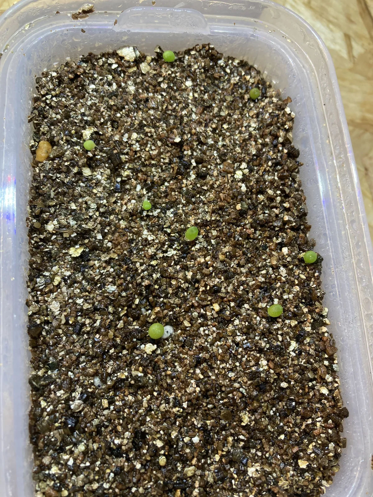 Lophophora fricii (ロフォフォラ 疣銀冠玉)