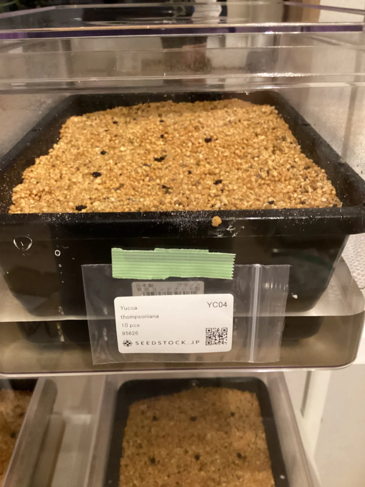 Yucca thompsoniana (ユッカ トンプソニアーナ)