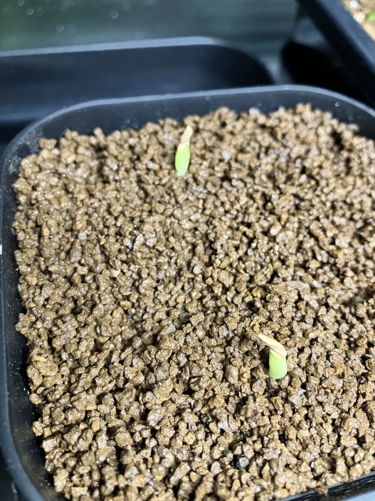 Pachypodium rosulatum var. eburneum (パキポディウム エブレネウム)