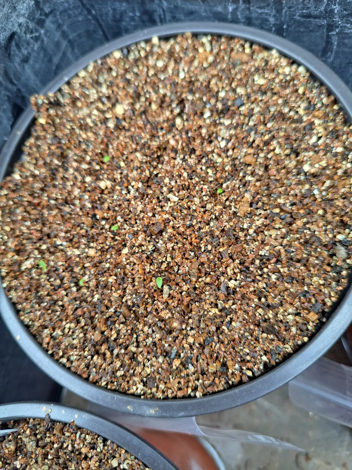 Puya mirabilis (プヤ ミラビリス)