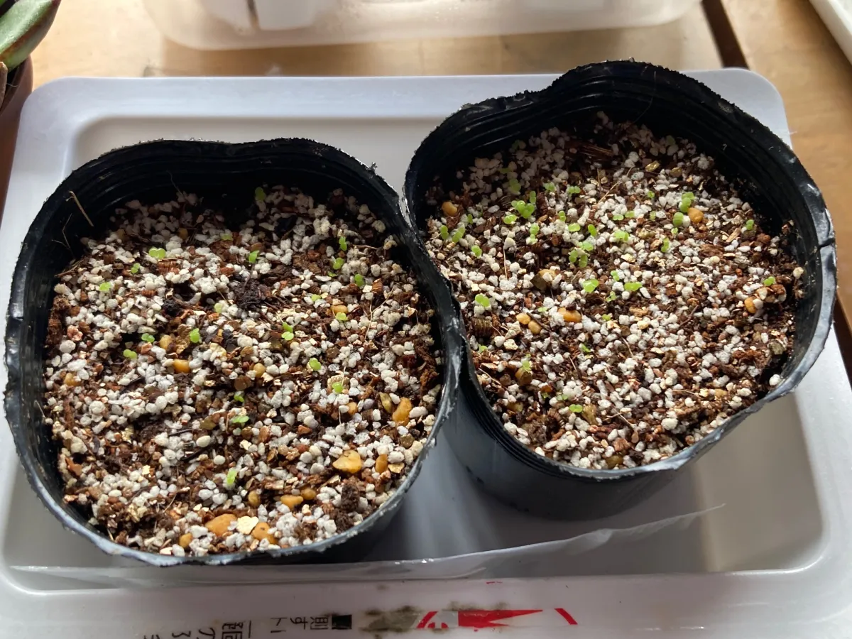 Echeveria elegans El Chico (エケベリア エレガンス エルチコ)