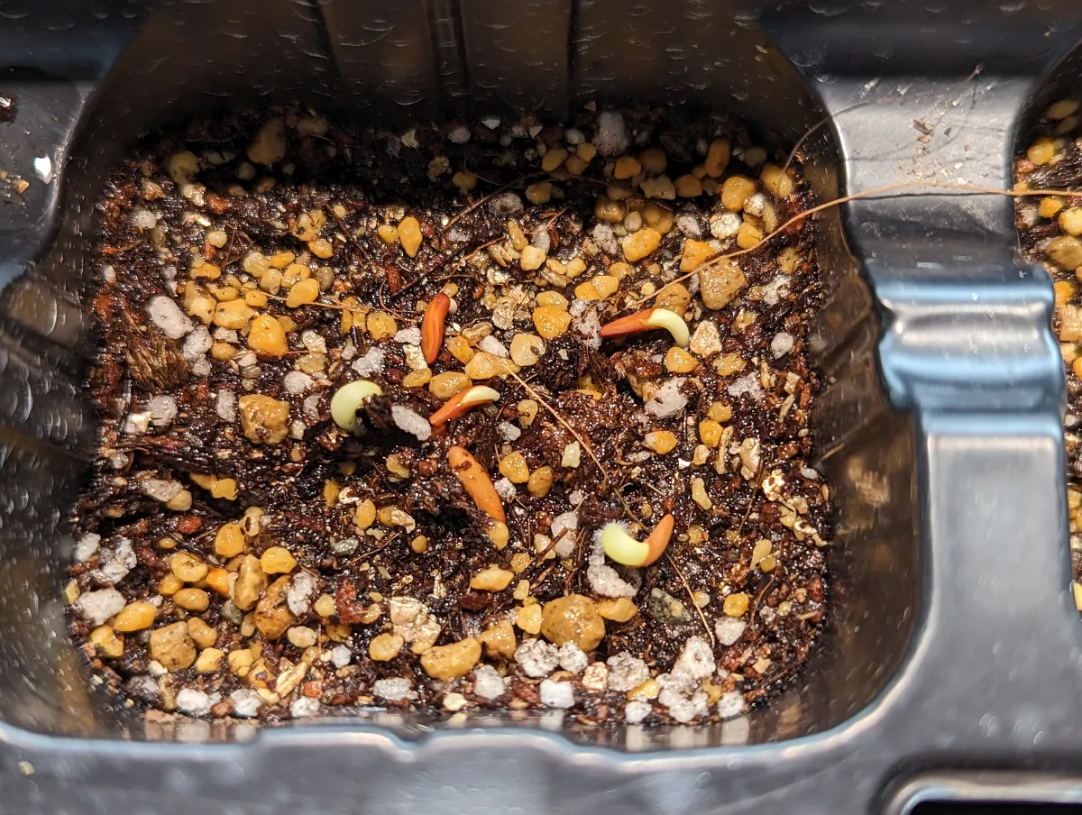 Pachypodium rosulatum var. gracilius (パキポディウム グラキリス)