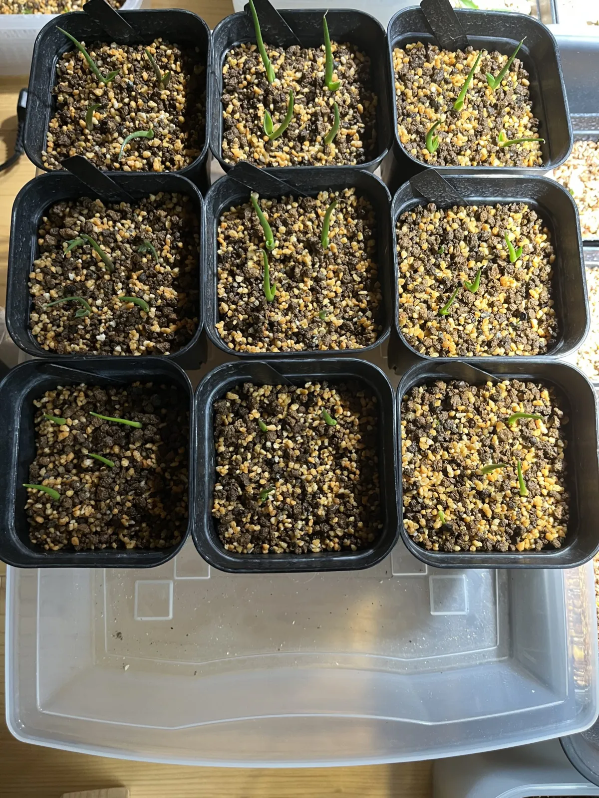 Agave seemanniana (アガベ ピグマエア)