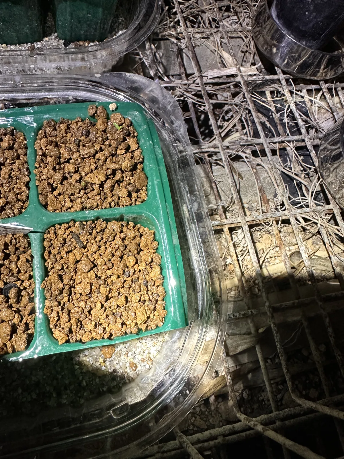 Puya coerulea var. violacea (プヤ ビオラセア)