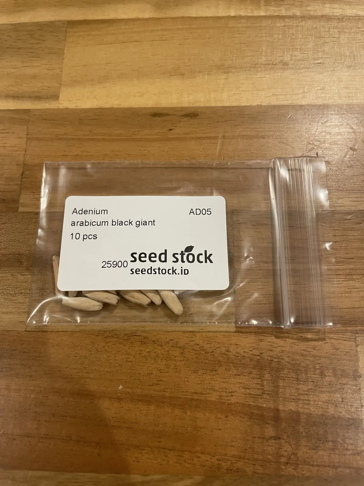 Adenium arabicum Black Giant (アデニウム アラビカム ブラックジャイアント)