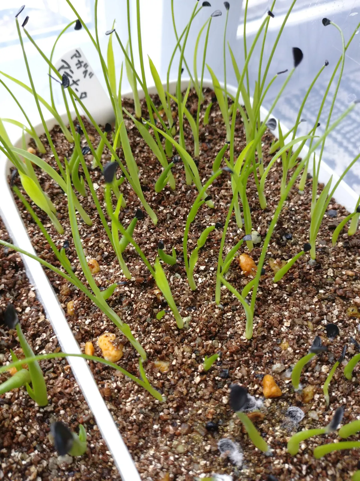 Agave attenuata (アガベ アテナータ 初緑)