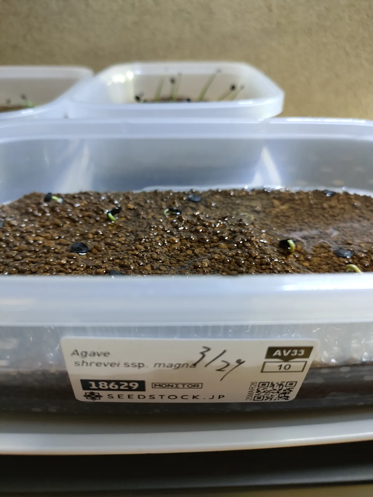 オマケで貰った種、発芽しました✨