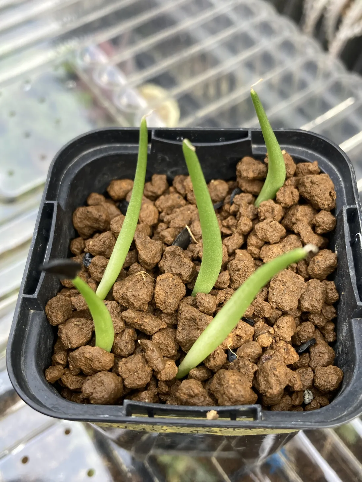 Agave parryi x flexispina (アガベ パリー x フレキシスピナ)