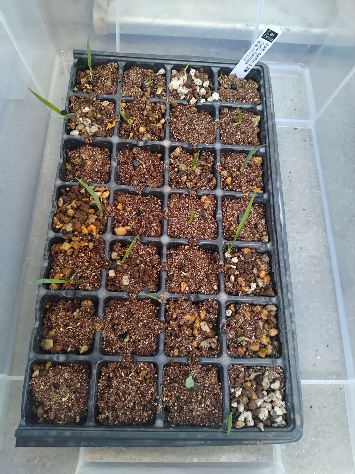 Yucca rostrata (ユッカ ロストラータ)