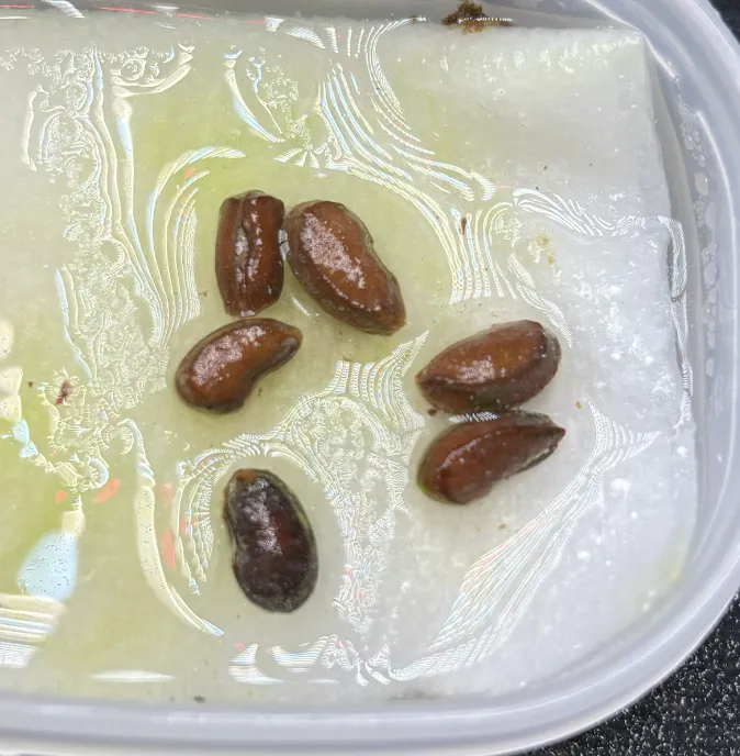 Cyphostemma uter (キフォステンマ ユター)