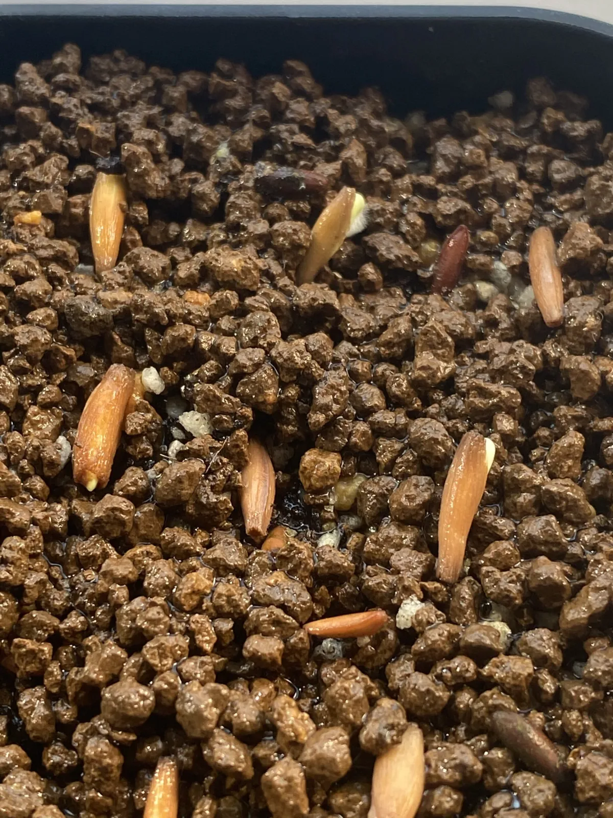 Adenium obesum (アデニウム オベスム)