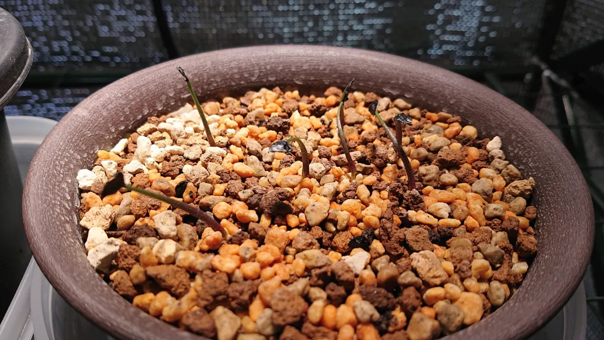 Agave marmorata (アガベ マルモラータ)