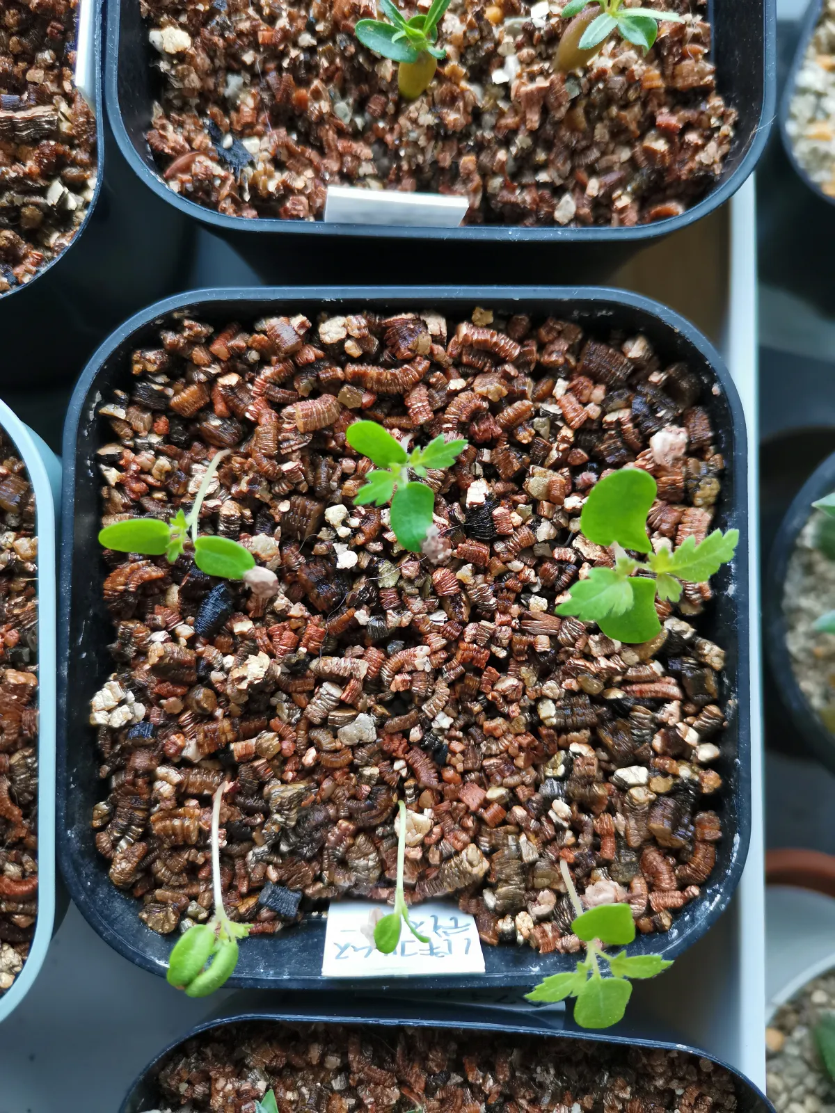 Pachycormus discolor var. veatchianus (パキコルムス ディスカラー ビーチアナス)