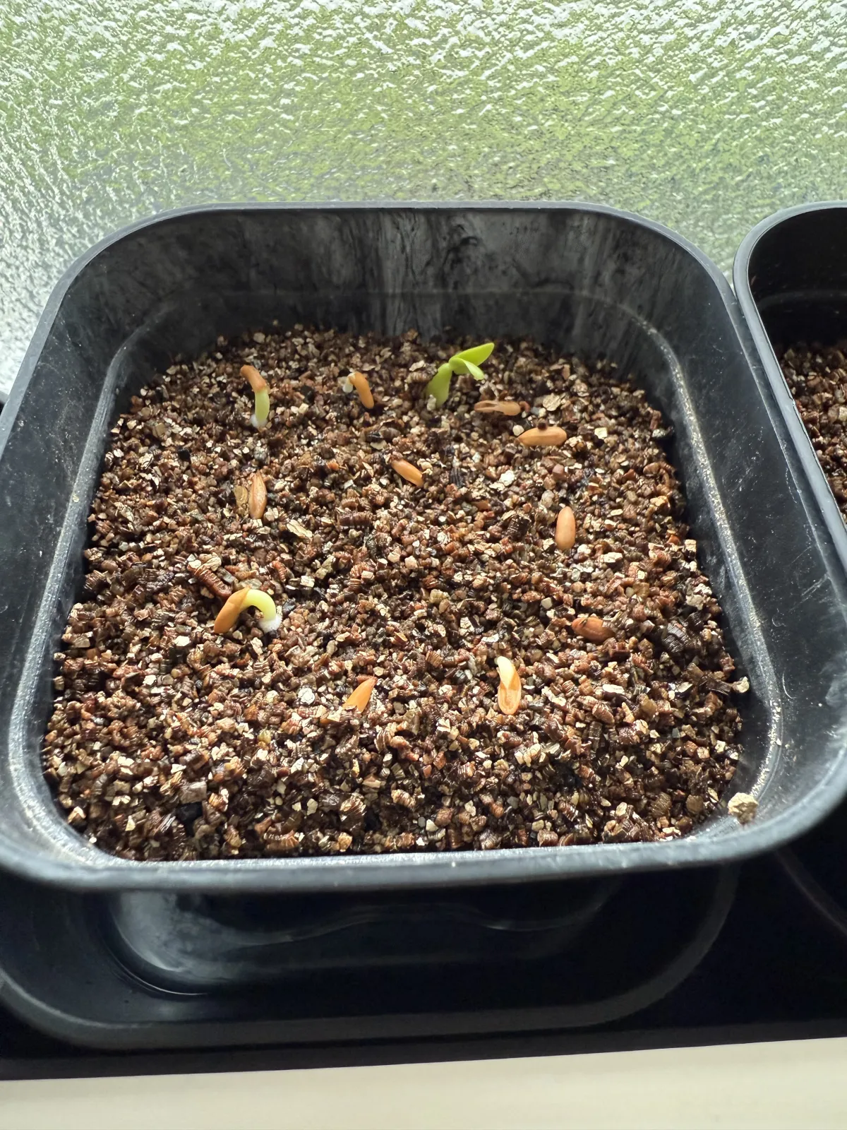 Pachypodium rosulatum var. gracilius (パキポディウム グラキリス)