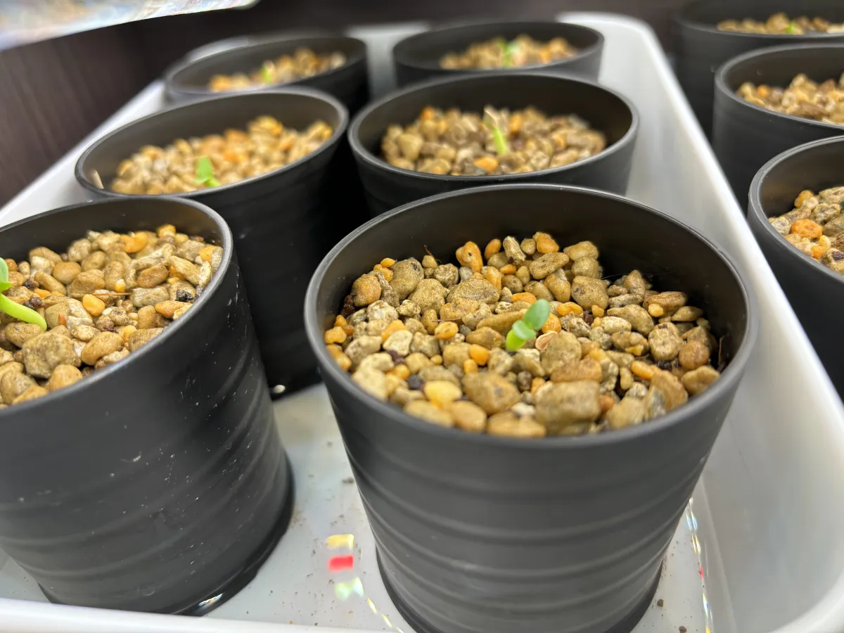 Pachypodium brevicaule subsp. leucoxanthum (パキポディウム レウコキサンツム)