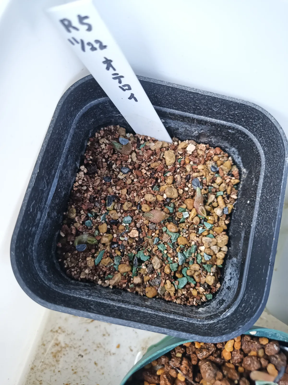 Agave oteroi (アガベ オテロイ)