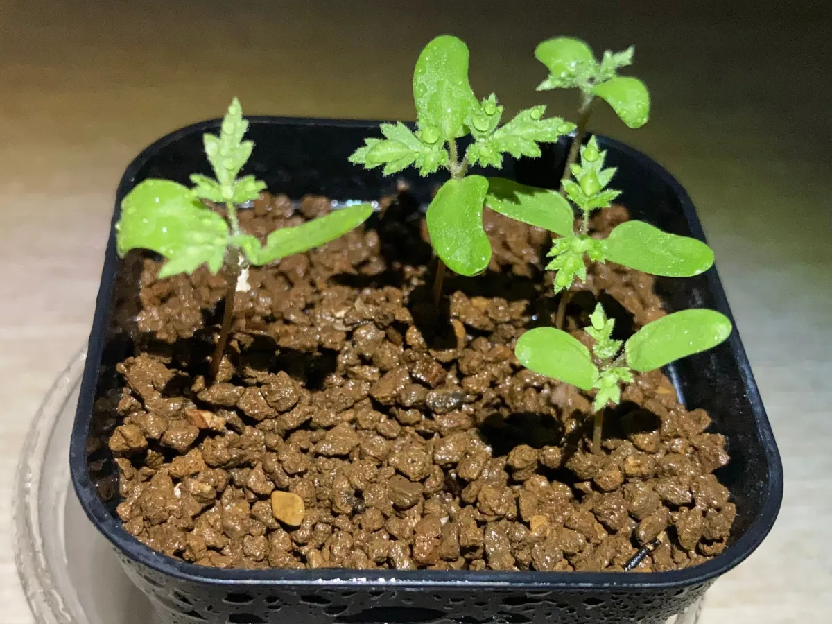 Pachycormus discolor (パキコルムス ディスカラー)