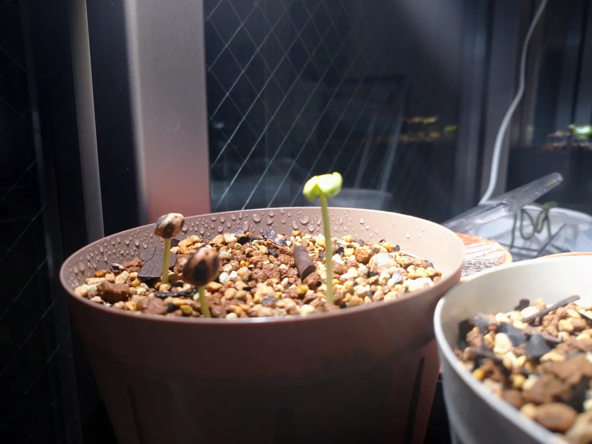 Commiphora mildbraedii (コミフォラ ミルドブラエディ ブラックバーク)