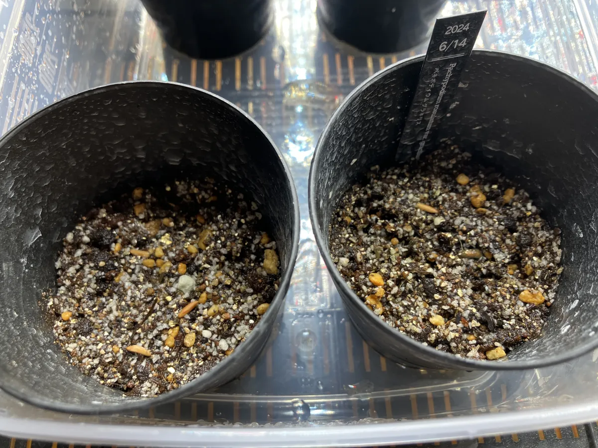 [無料種子] 発芽難 パキポディウム グラキリス　 Pachypodium rosulatum var. gracilius