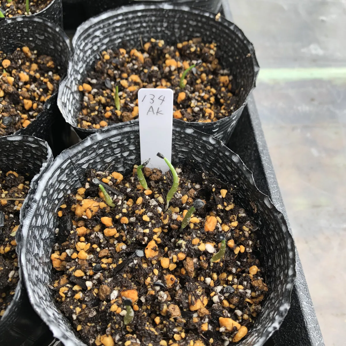 Agave kerchovei (アガベ ケルチョベイ)