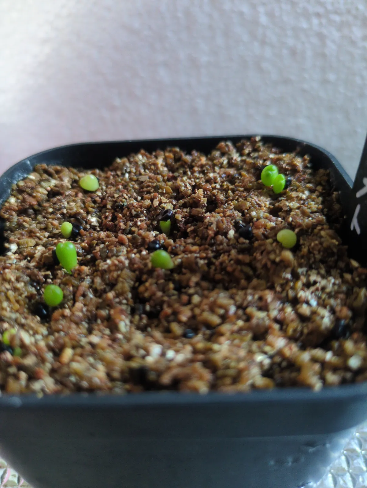 Astrophytum asterias var. nudum (アストロフィツム 瑠璃兜)