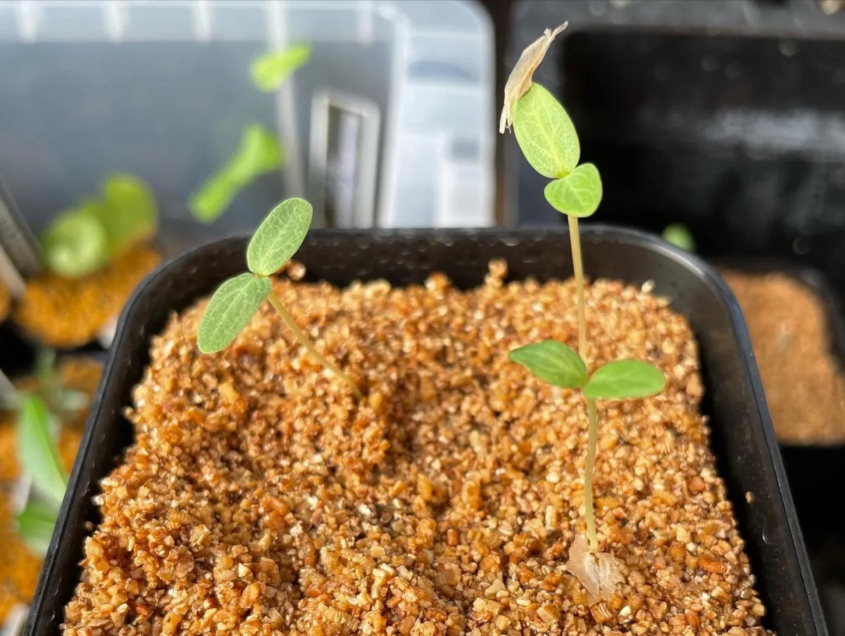 Fouquieria columnaris (フォークイエリア コルムナリス 観峰玉)