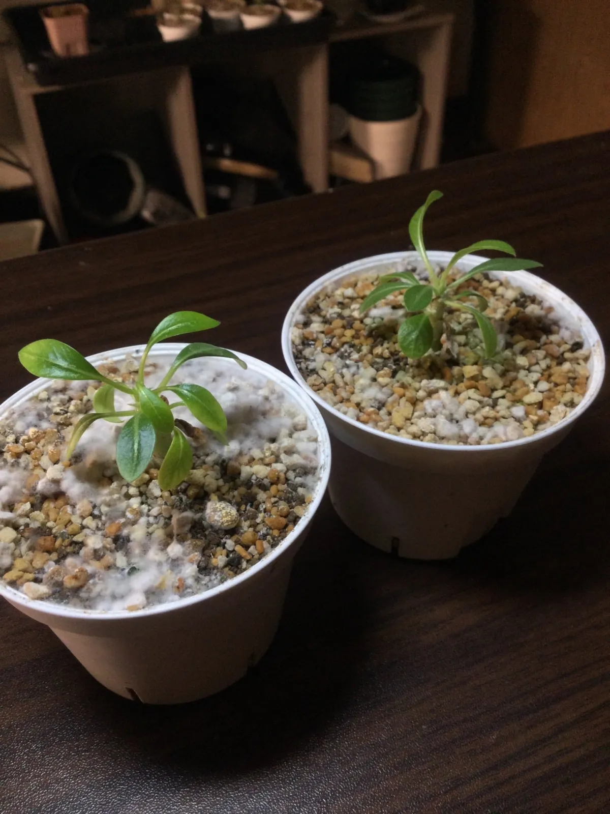 Pachypodium brevicaule subsp. leucoxanthum (パキポディウム レウコキサンツム)