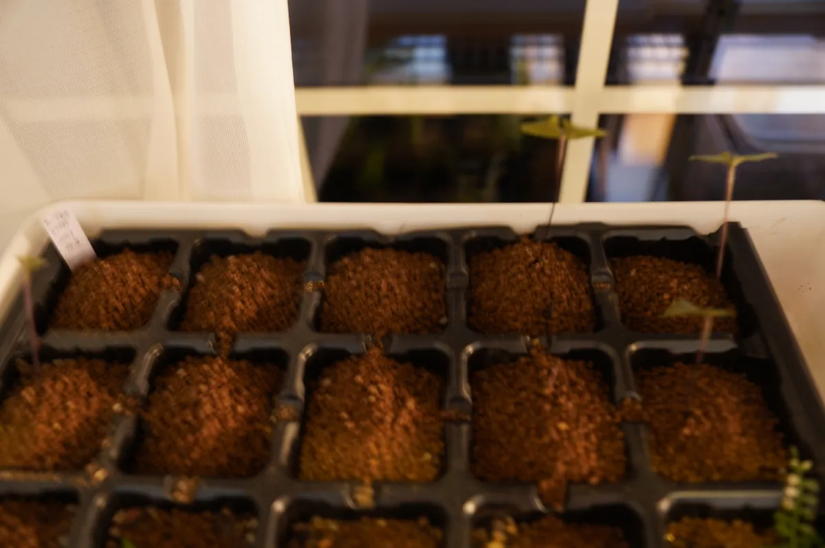 Dioscorea elephantipes (ディオスコレア エレファンティペス2023F)