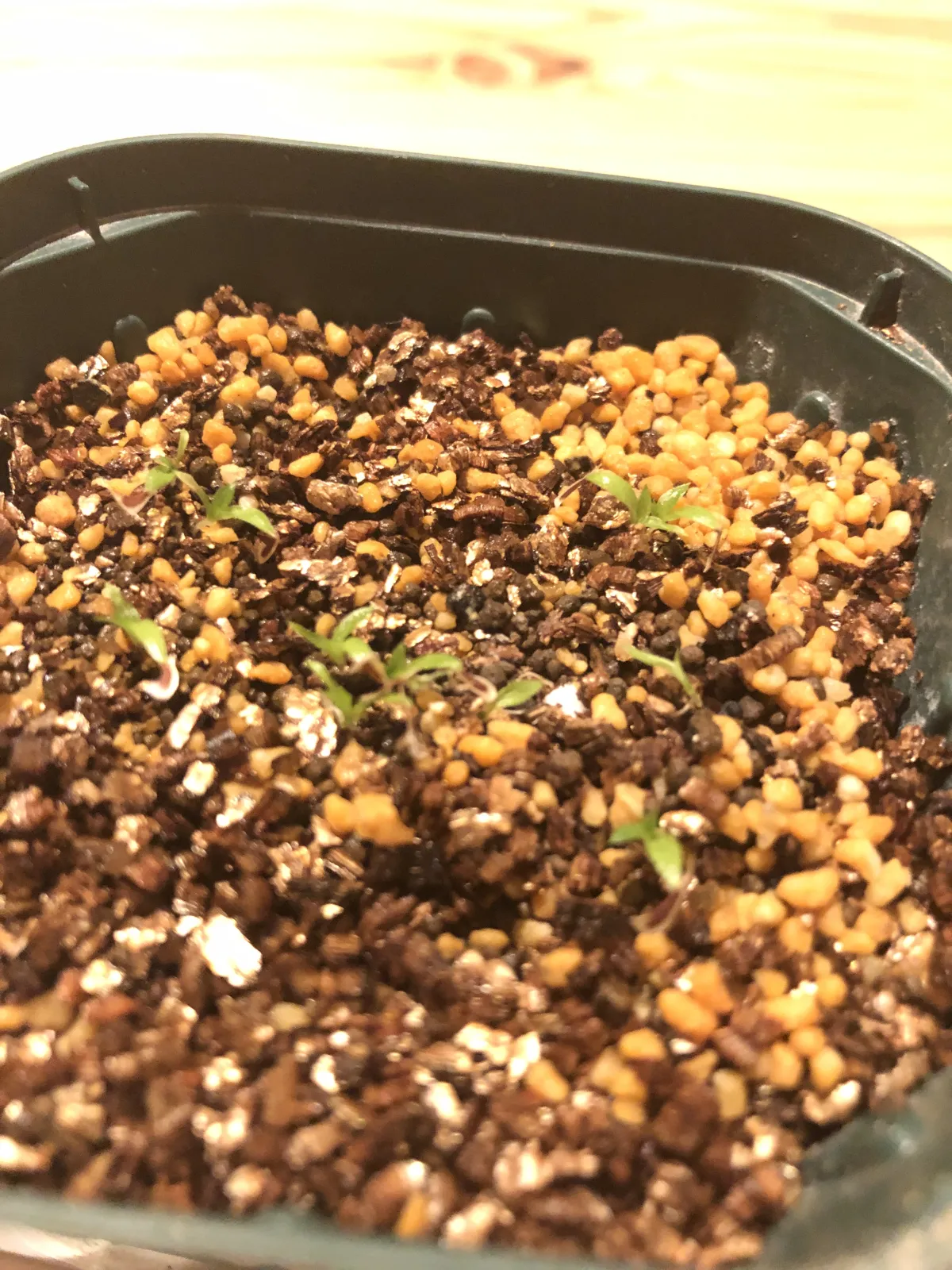 Puya mirabilis (プヤ ミラビリス)