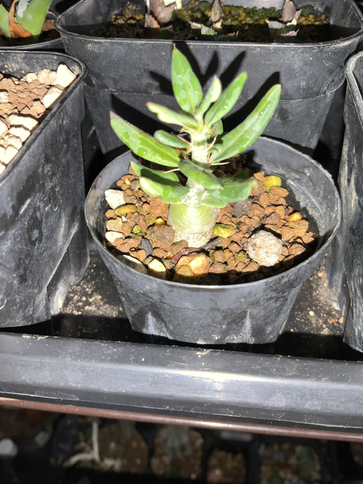 Pachypodium bispinosum (パキポディウム ビスピノーサム)