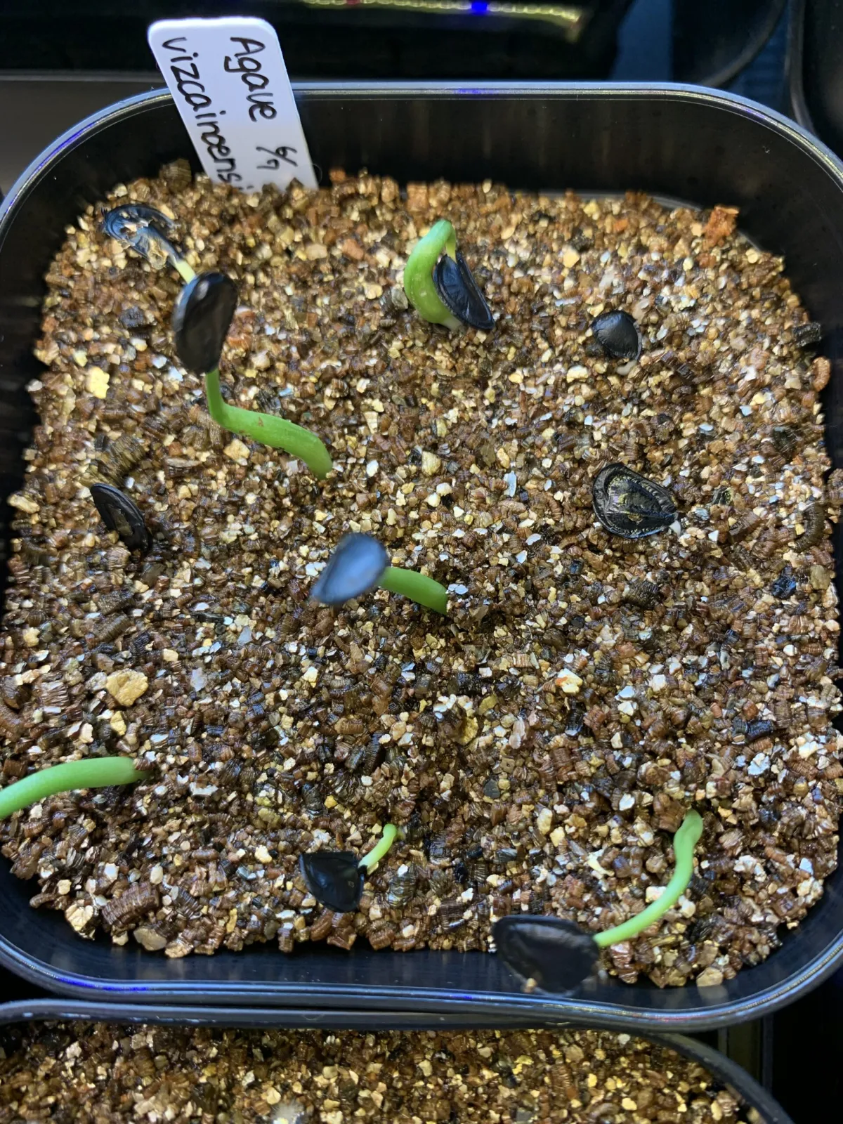 Agave vizcainoensis (アガベ ビスカイノエンシス)