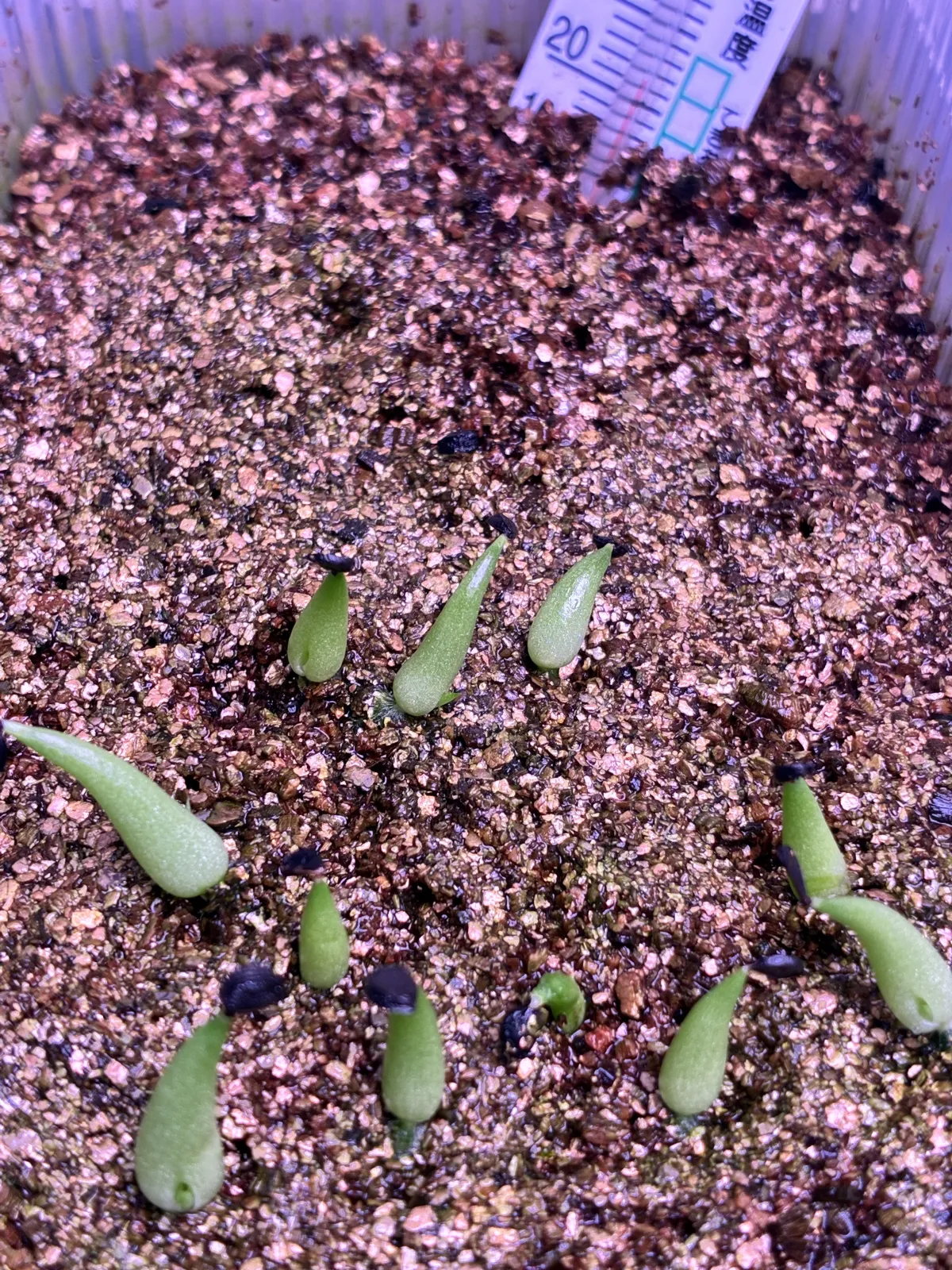 Agave victoriae-reginae 'Bustamante' (アガベ バスタマンテ)