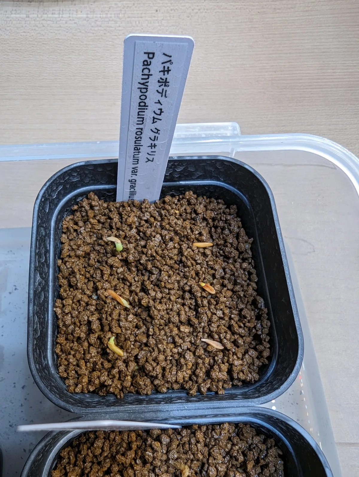 Pachypodium rosulatum var. gracilius (パキポディウム グラキリス)